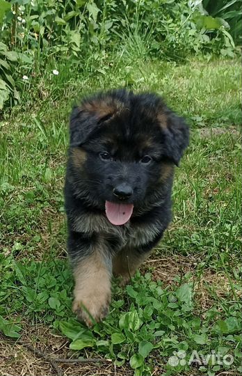 Девочки немцы длинношерстные