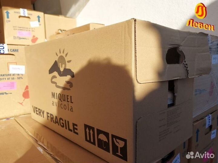 Инкубационное яйцо. Кобб 500 и Росс 308