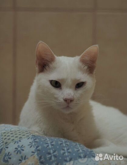 Белый кот Вэн в поисках дома