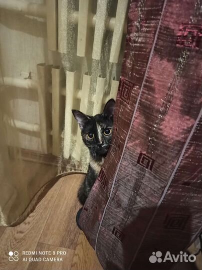 Кошечка 11 месяцев,стерилизованная