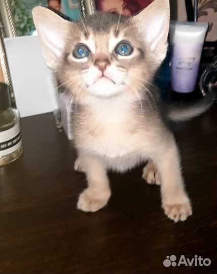 Абиссинские котята