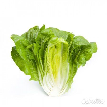 Семена Салата 