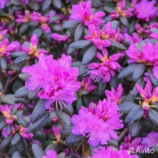 Рододендрон каролинский элит