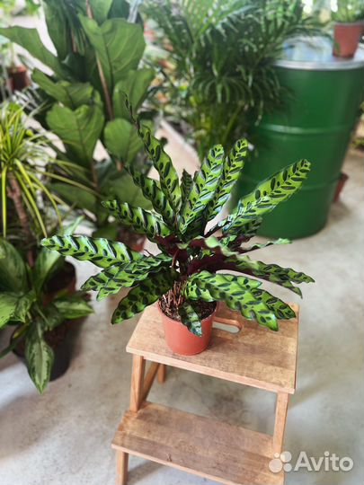 Калатея Ланцифолия