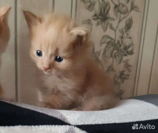 Чудесная рыжая девочка, котенок