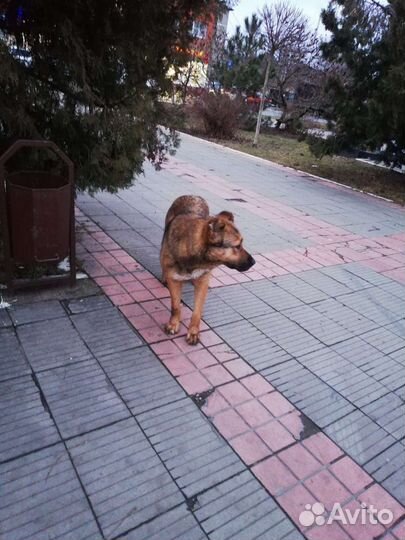 Собака ищет дом