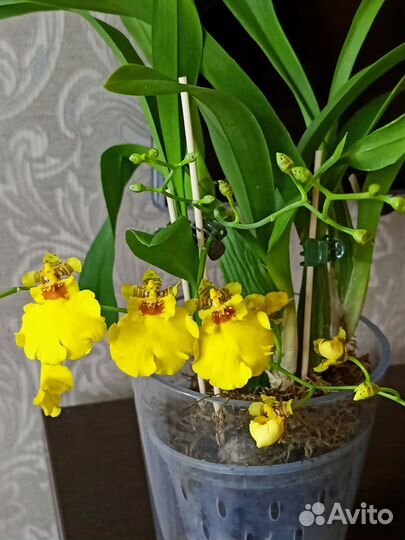Орхидеи разные