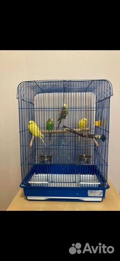 Попугаи волнистые