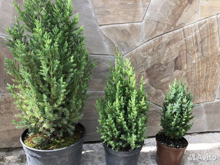 Можжевельник стрикта