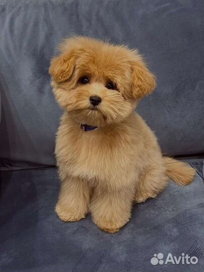 Мальтипу ф1 Роскошная девочка карамель