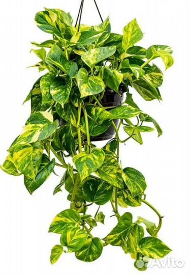 Эпипремнум Золотистый