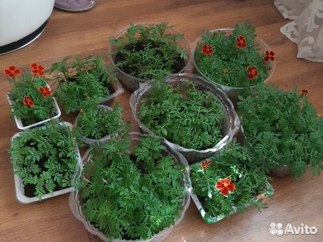 Бархатцы my-3sotki.ru