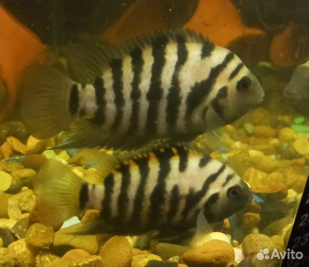 Аквариумные рыбки и улитки