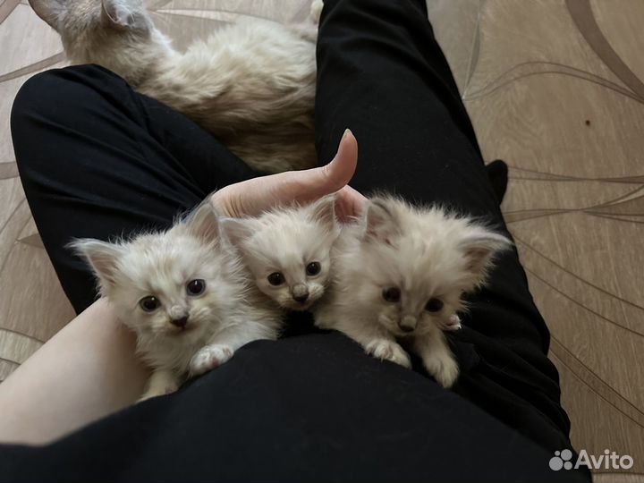 Котята курильский бобтейл