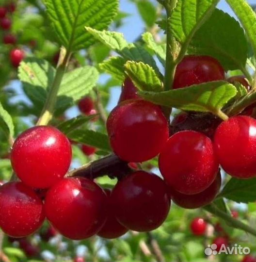 Саженцы вишни Войлочная