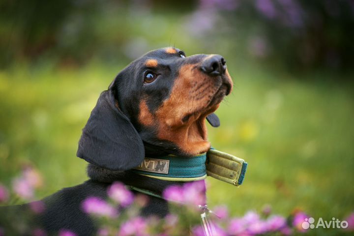 Такса вязка