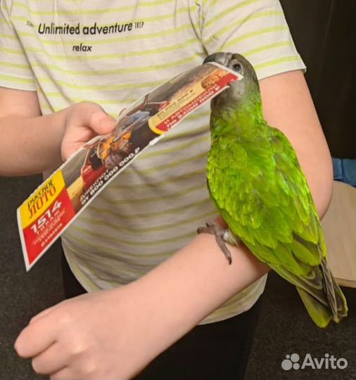 Попугай птенцы выкормыши