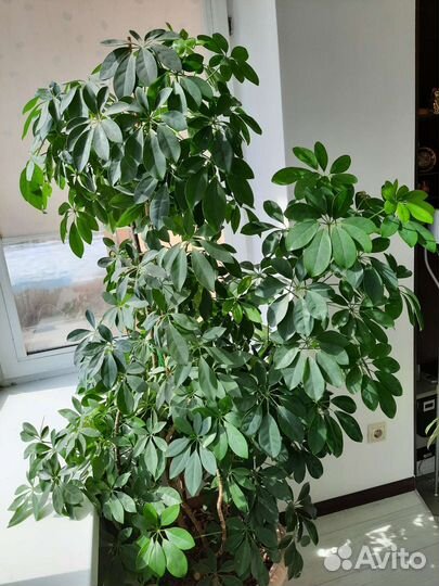 Комнатные растения большие