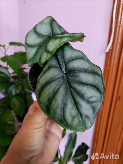 Хлорофитум, алоказии