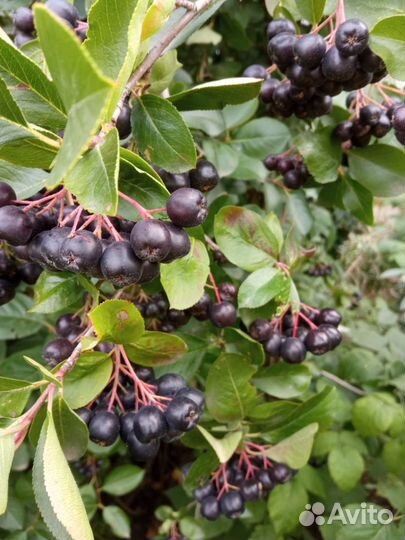 Продам ягоды облепихи, черноплодной рябины