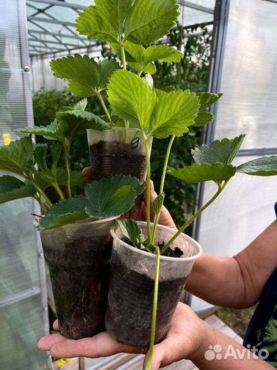 Рассада клубники