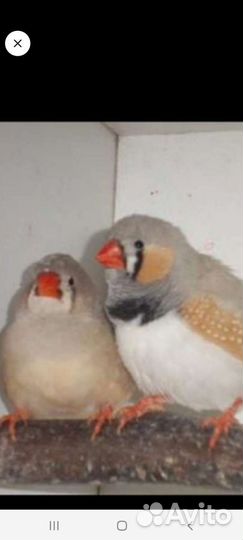 Зебровые амадины