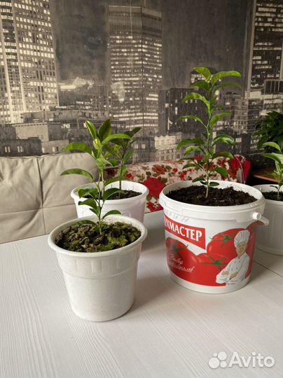 Лимонное дерево