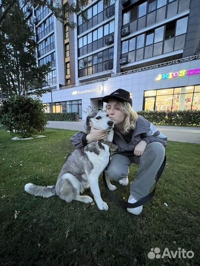 Догситтер / передержка собак, кошек, животных