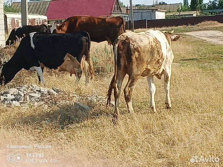 Дойные коррвы