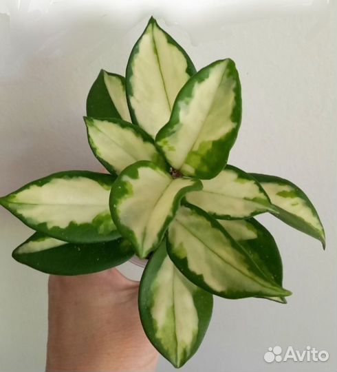 Хойи сортовые