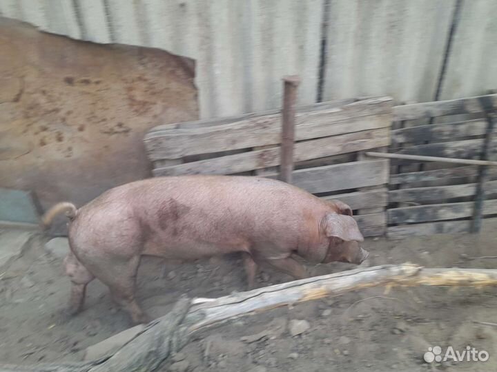 Услуги хряка