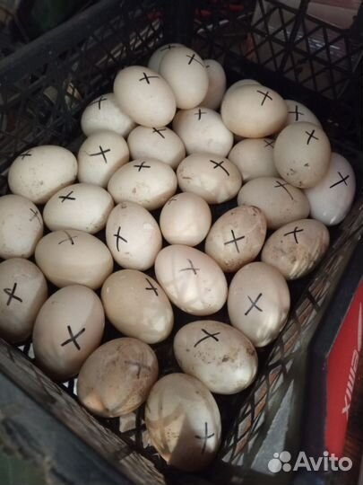 Инкубационное яйцо мускусных уток