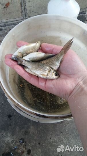 Живец карась