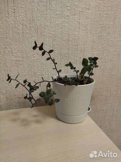 Каллизия ползучая