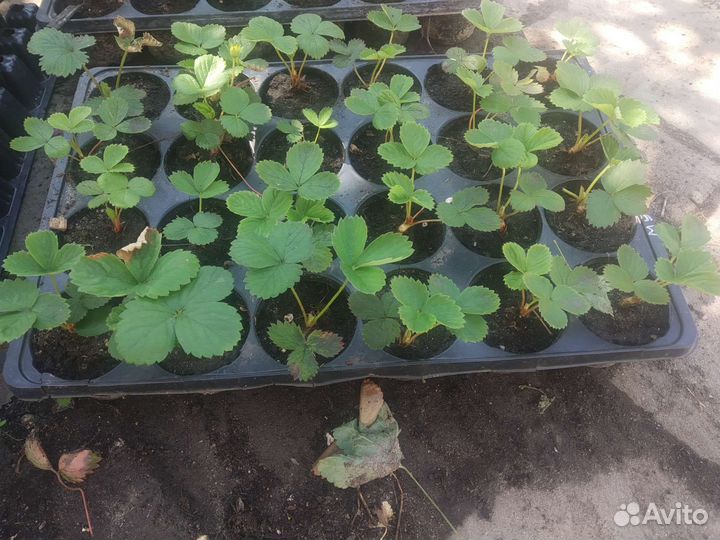 Клубника земляника садовая