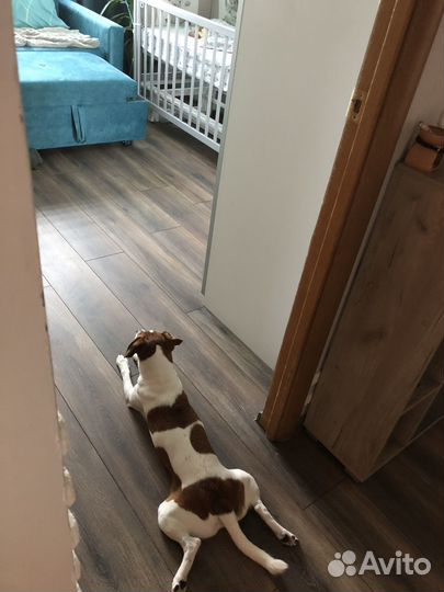 Щенки джек рассел терьер гладкошерстный