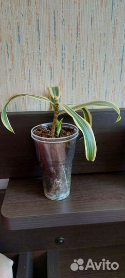 Драцена песня индии