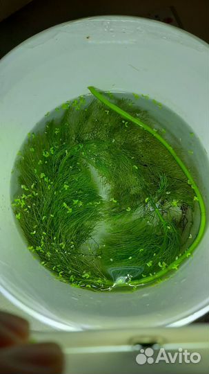 Водоросли для аквариума