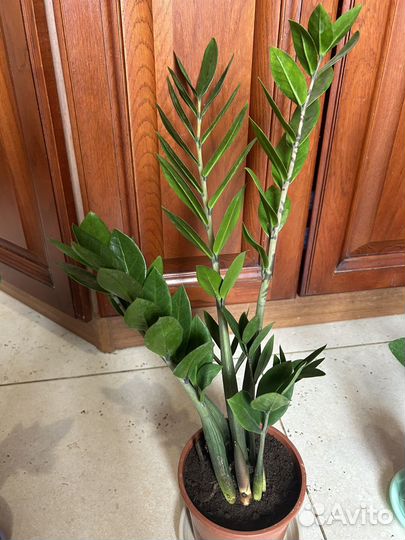 Замиокулькас