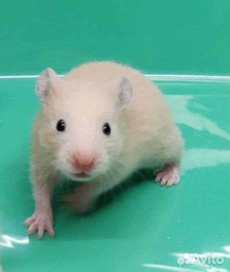 Сирийские Хомяки от Заводчика Товары