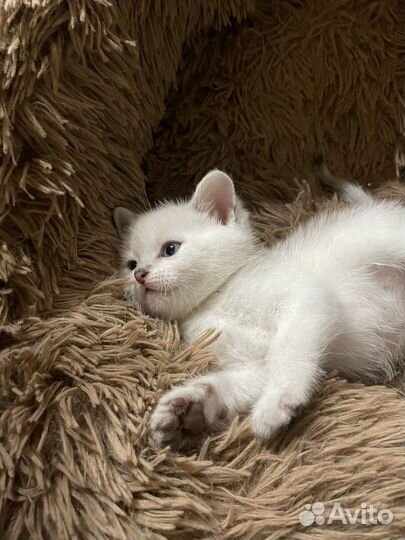 Котята