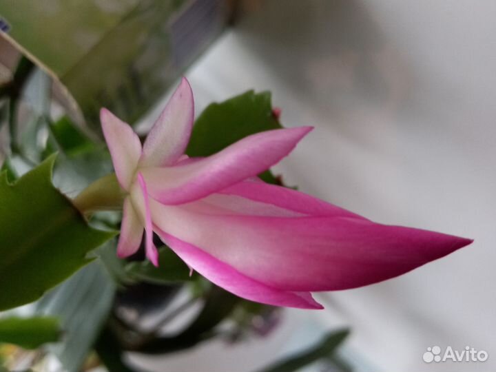 Декабрист шлюмбергера розовый