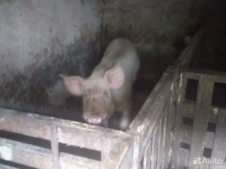 Хряк 1, 6 продам