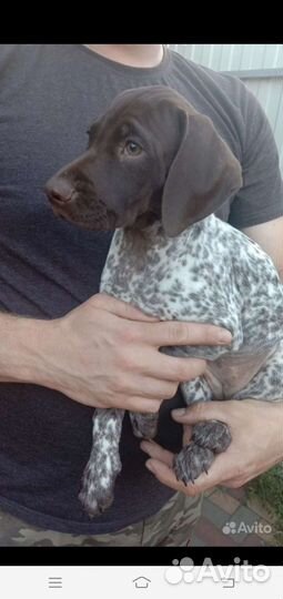 Щенок курцхаара