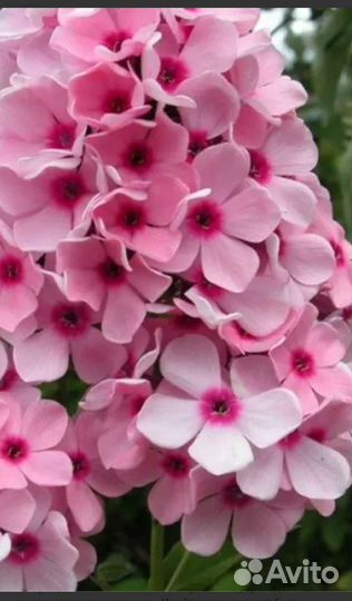 Флоксы саженцы