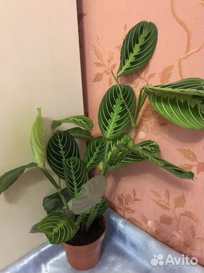 Маранта лимон лайм