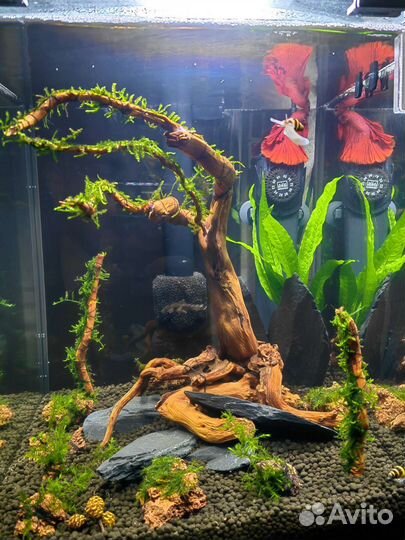 Обслуживание аквариумов