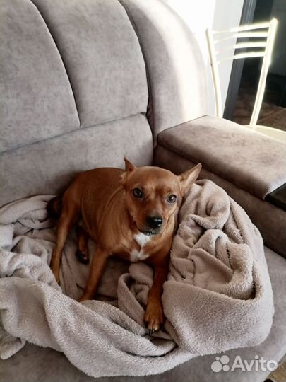 Той-терьер девочка