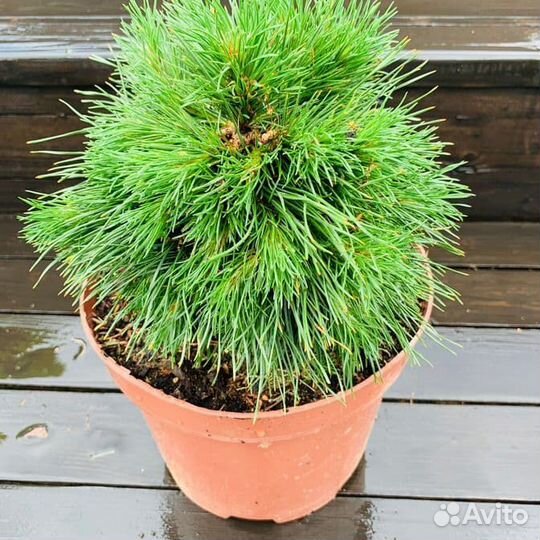 Сосна Варелла (Varella)