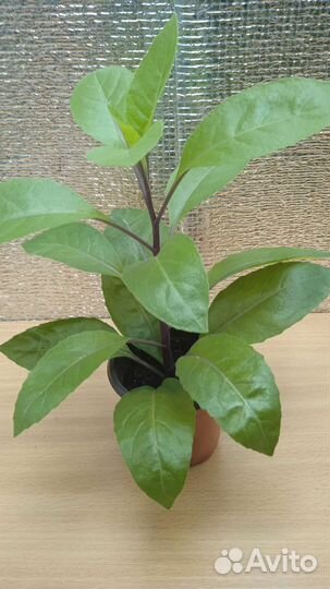 Джинура-Листья Бога